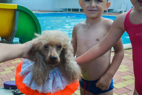 Цирк з песиками 24.07.2021