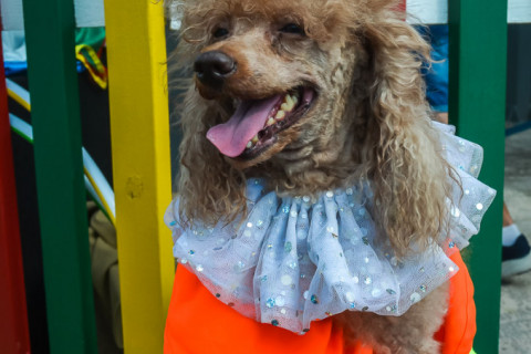 Цирк з песиками 24.07.2021