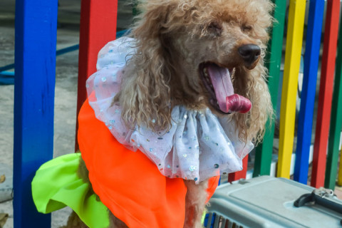 Цирк з песиками 24.07.2021