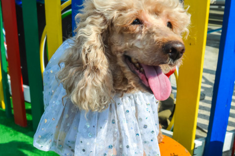 Цирк з песиками 24.07.2021