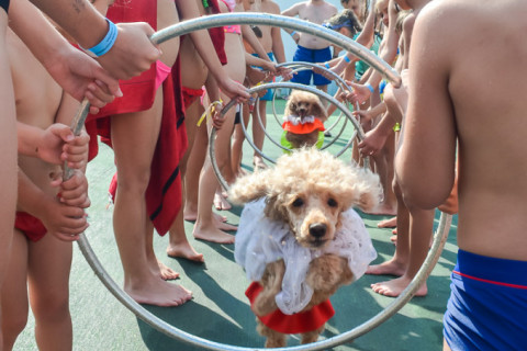 Цирк з песиками 24.07.2021