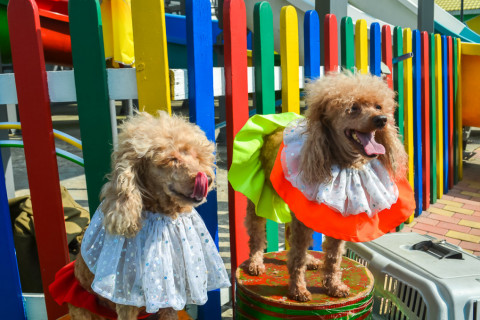 Цирк з песиками 24.07.2021