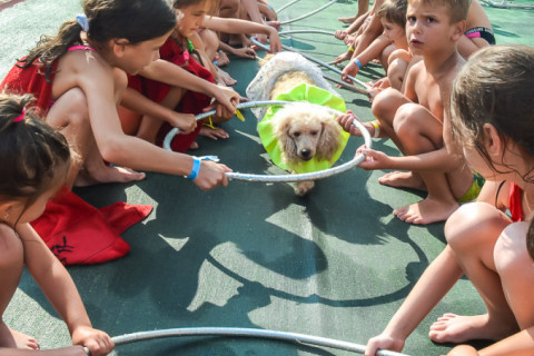 Цирк з песиками 24.07.2021