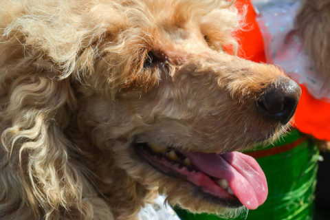 Цирк з песиками 24.07.2021